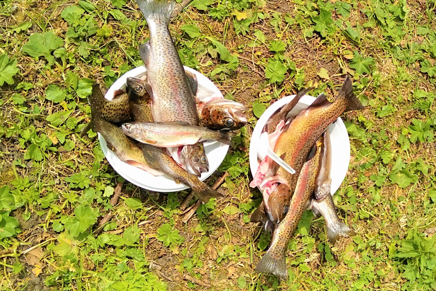 Рыбалка на форель весной - советы и рекомендации